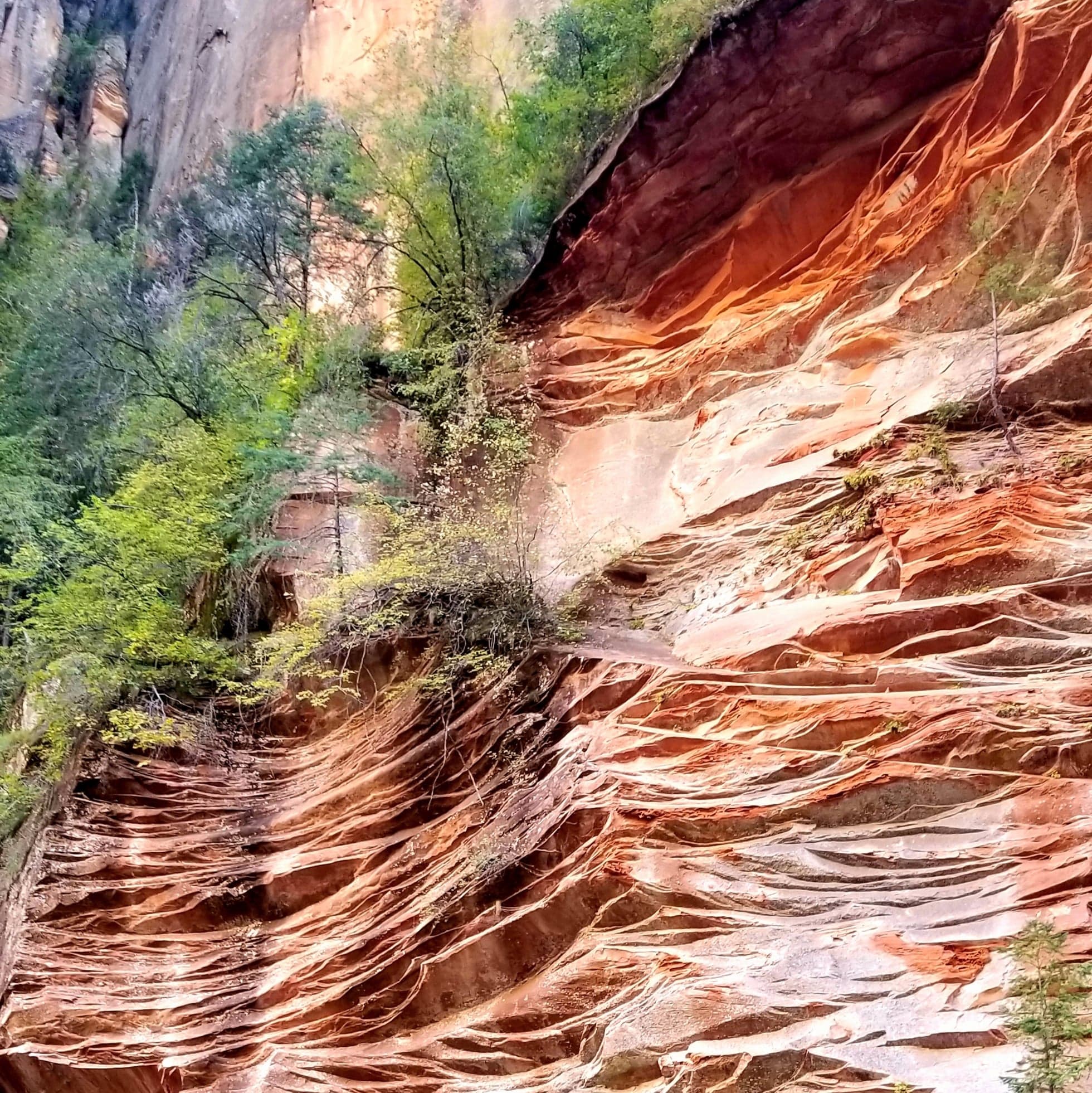 West Fork Trail, Sedona